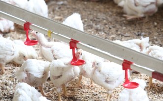 pollo-antibiotici-allevamenti